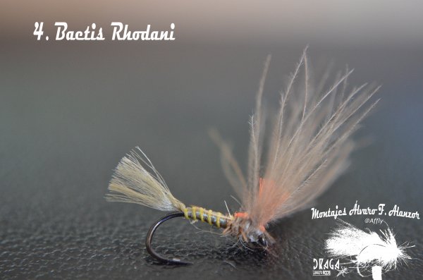 4. Baetis Rhodani