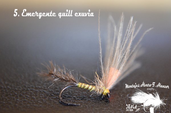 5. Emergente quill exuvia