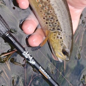 DRAGA ARAVALLE 10´2´´ Línea 3 Nanotecnología + puntera extra